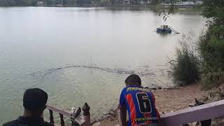 Huge catfishes,feeding,lake,birds,beauty in Thai,Огромные сомы,рыба,птички,озеро,красота,Тай,Лол.