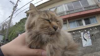 【猫島】冬でも暖かそうな長毛猫をモフってみた