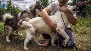 Вязка собак чуть не превратилась в изнасилование!