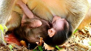 Best mom ever |  Carla feed plenty of milk to her baby all the time in the day