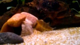 76. Zebra loach profile