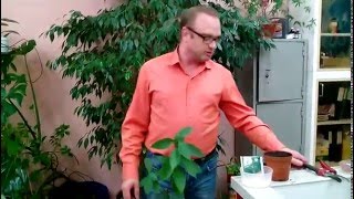 Лавр благородный (лат. Láurus nóbilis) , размножение и уход