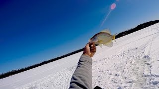 WABIGOON ICE CRAPPIE.....AWESOME!