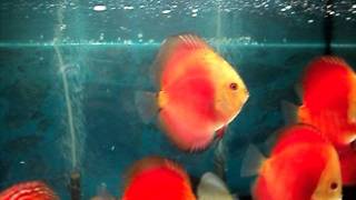 Дискусы кобальты, мальборо пиджены MyDiscus