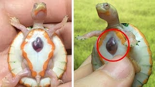 Questa Tartaruga è Nata con il Cuore Aperto diventando Subito Famosa