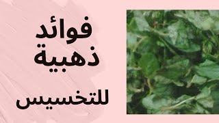 فوائد النعناع الذهبية للتخسيس وكيفية استعماله