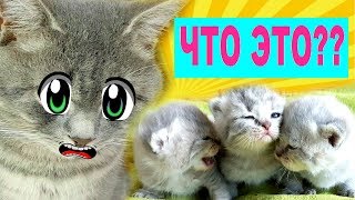 РЕАКЦИЯ КОТА МАКСА на спасенных котят. ТАКОГО НИКТО НЕ ОЖИДАЛ!! КОГО НАШЛА в доме с кошкой?