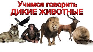 УЧИМСЯ ГОВОРИТЬ для малыша в картинках, Учим слова для детей от 1 до 3 лет   дикие животные