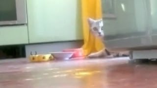 Кошечка маскируется