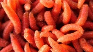 Супер уловистый опарыш. Как подготовить опарыша для рыбалки.