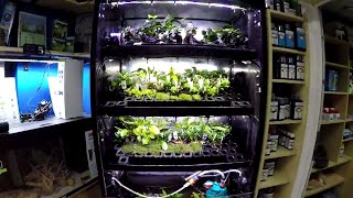 Juwel Akvarium - Výloha s kytkama