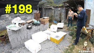 第198集 贵州老板上门取货 蛙池里60多斤石蛙种蛙 称下得花近10000元