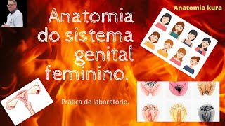 Sistema genital feminino