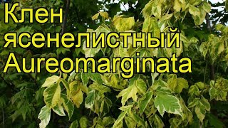 Клен ясенелистный Аурэомаргината. Краткий обзор, описание характеристик acer negundo Aureomarginata