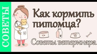 Как кормить собаку, кошку. #Советы_ветеринара