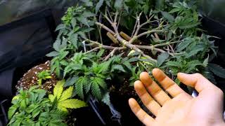 OGeez: 4x4 Grow Mainlining 128 Tops