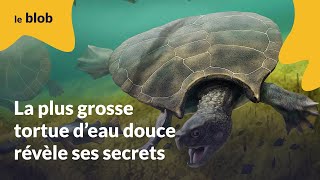 La plus grosse tortue d'eau douce révèle ses secrets | Actu de science