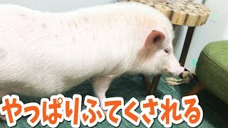 ミニブタをシャワーに入れたら不機嫌になってしまった！【つくね】