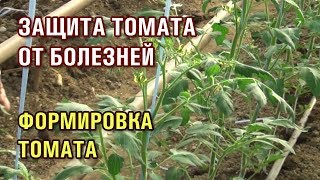 ЗАЩИТА ТОМАТА ОТ БОЛЕЗНЕЙ. ФОРМИРОВКА ТОМАТА В ТЕПЛИЦЕ (06-08-2019)