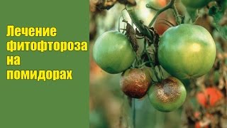 Фитофтора на помидорах: лечение народными и традиционными способами