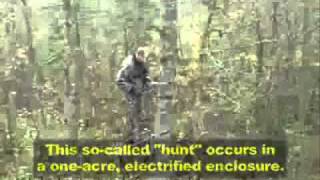 Country Singer Murders Tamed Bear For Fame