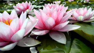 Nymphaea Marliacea Flammea супер обильно цветущий сорт водяной лилии