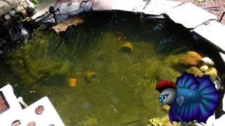 You Know What Time It Is - It's P-P-P-P-Pond Time.