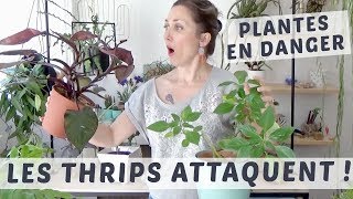 ? LES THRIPS ATTAQUENT MES PLANTES D'INTÉRIEUR ! COMMENT S'EN DÉBARRASSER ?