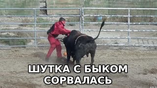 Пранк с быком сорвался | Бык затоптал шутника (Не слабонервным)