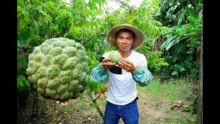 又到了吃这个水果的季节，是世界五大热带名果之一，你喜欢吃么？
