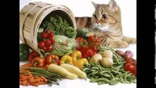 витамины для кошек гамавит