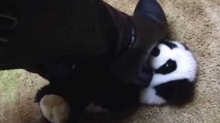 Elle black leather knee high heel boots trampling and crushing #007