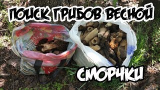 Поиск сморчков . Сбор грибов весной в лесу 2018