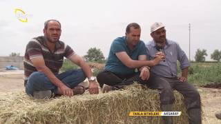 Tarla Bitkileri-Fiğ Yetiştiriciliği