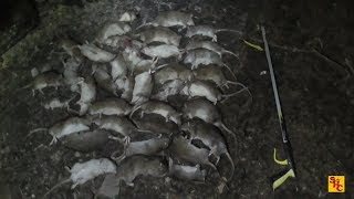 Pest Control with Air Rifles - Rat Shooting - Archive Bro Ratting 2