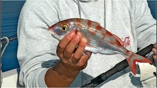 Fishing with fresh squid-Καθετή για λυθρίνια με κοπανισμένο καλαμάρι
