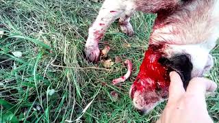 Dog fights! Буля, после боя с вором кушает рёбра!