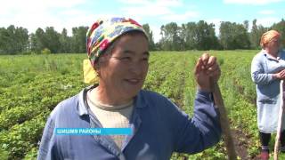 Татлы миҙгел