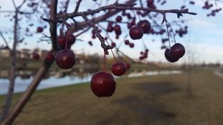 ВИННИПЕГ Канада. Осень