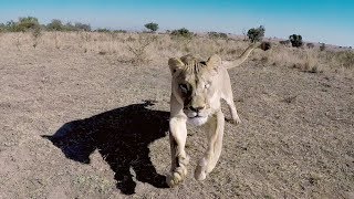 Naiobi Wants To Say Hello! | The Lion Whisperer