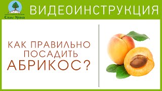 Посадка АБРИКОСА. Видеоинструкция от Питомника "Сады Урала"