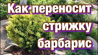 Как переносит стрижку барбарис. Формирование кроны.