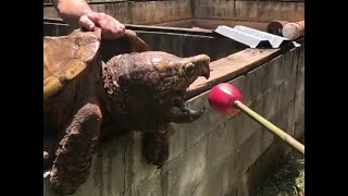 Snapping Turtle Eats an Apple || ViralHog