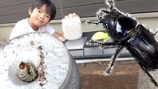 オオクワガタの赤ちゃん（幼虫）が豪邸から一人部屋へお引越し！奇跡！木の中に◯◯がかくれんぼ?昆虫の成長記録【ロボットチャンネル】