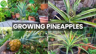 The Joy Of Growing Pineapples - How To Grow Pineapple Plants In Containers