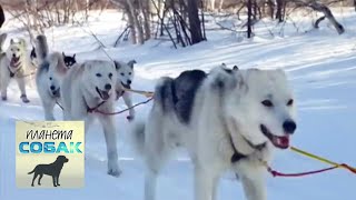 Гонка на собачьих упряжках "Берингия". Часть 1. Планета собак ? Моя Планета