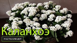 Каланхоэ уход в домашних условиях / каланхоэ размножение
