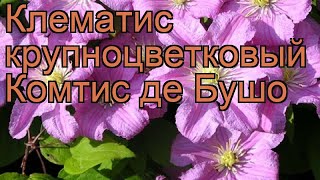 Клематис крупноцветковый Комтис де Бушо ? обзор: как сажать, саженцы клематиса Комтис де Бушо