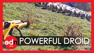 Incredible Robot Dog Herds Sheep in New Zealand