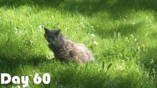 CHAT ABANDONNÉ :( ? (Day 60)